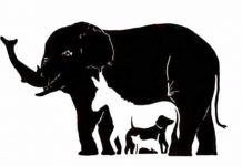 TEST ZA OKO: Koliko životinja vidite na slici? zivotinjo-jedna