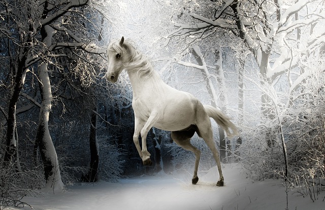 beli konj