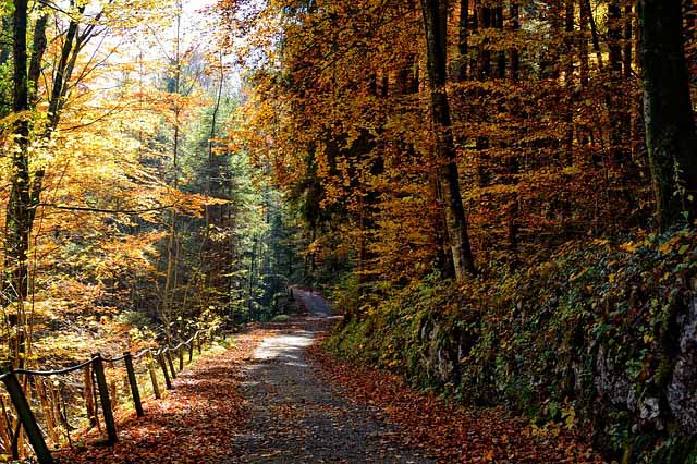 ODABERI ŠUMSKU STAZU i otkrij svoj životni put