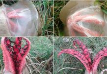 JEZIVO: Misteriozna biljka zbunjuje i plaši ljude