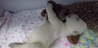 PRESLATKO: Šta sanja polarni meda? (VIDEO)
