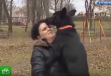 (VIDEO) DIVNA PRIČA: Pas prešao 320 km da nađe ženu koja mu je spasila život