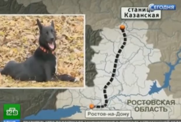 (VIDEO) DIVNA PRIČA: Pas prešao 320 km da nađe ženu koja mu je spasila život foto-printscreen-youtube-