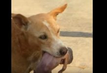 Svetski heroj: Pas koji je spasio bebu iz kontejnera (VIDEO) Pas koji je spasio bebu