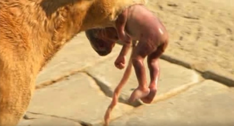 Pas koji je spasio bebu