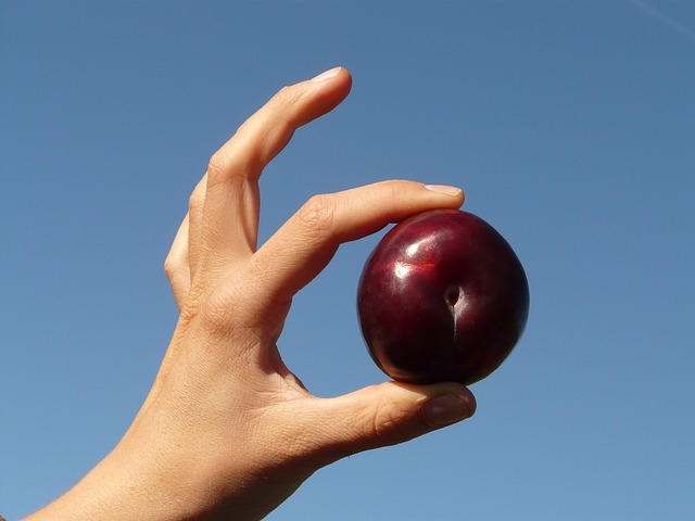 plum-10429_640