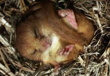 Evo zašto se kaže “MRTVO PUVALO” foto: Facebook / Друштво младих лингвиста