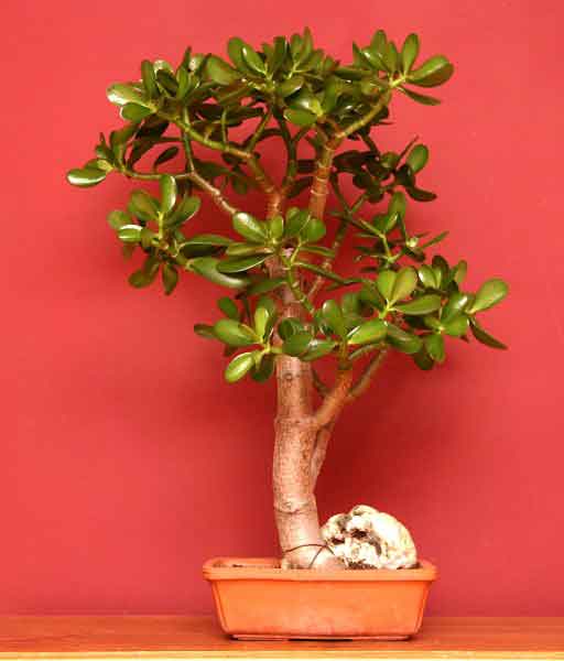 Krasula, biljka koja donosi novac Crassula_bonsai By Emmanuelm (talk) - self-made, CC BY 3.0, https://en.wikipedia.org/w/index.php?curid=15946787