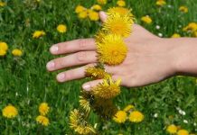 Maslačak: lekovita biljka koja jača i čisti organizam, pomaže kod stomačnih problema...