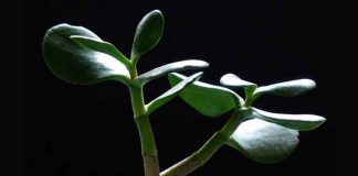 Krasula, biljka koja donosi novac: naučite kako da gajite krasulu i privučete energiju bogatstva