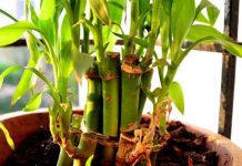 Biljka koja donosi bogatstvo