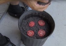 Stavio je kolutiće paradajza u saksiju: Evo šta se desilo nakon 2 nedelje!