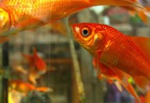 Zlatna ribica je u stvari ŠARANČE! – Prešla je pola sveta do vašeg akvarijuma Zlatna ribica je u stvari ŠARANČE! - Prešla je pola sveta do vašeg akvarijuma