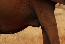 OVOJ SLONICI TREBA BRUSHALTER: Ovakve sise nema ni Pamela!