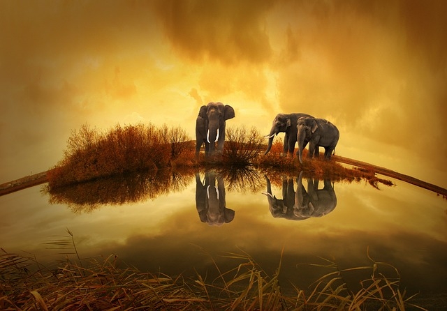 slonovi
