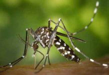 Kako da se odbranite od komaraca