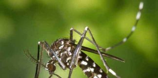 Kako da se odbranite od komaraca