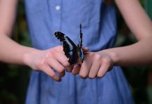 Ako vaše dete crta leptirove, hitno ga odvedite kod lekara!