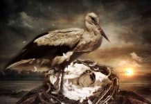 Ako ste se ikad pitali: Evo zbog čega se kaže da bebe donose rode