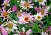 Dnevni horoskop za 26. januar 2018