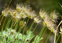 Astrologija starih Maja: Lav veoma strpljiv, Strelac vrlo ponosan, Bik najvredniji po karakteru Astrologija starih Maja