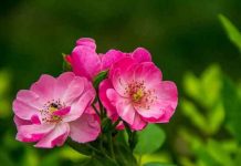 Dnevni horoskop za 15. jun 2016: Škorpija ima podršku, Strelac pun besa, Jarac temeljan Dnevni horoskop za 15. jun 2016