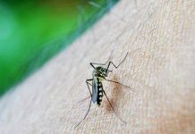 AKO OVO JEDETE, KOMARCI ĆE JESTI VAS: Hrana koju krvopije prosto obožavaju!