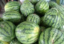 VIDIKOVAC: Prodavac lubenica PREMINUO POSLE RASPRAVE SA KOMUNALCIMA