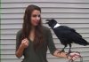 VRANA KOJA UME DA GOVORI: Vrane su najpametnije ptice na svetu (VIDEO)