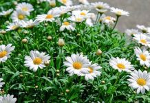 Dnevni horoskop za 29. jul 2016