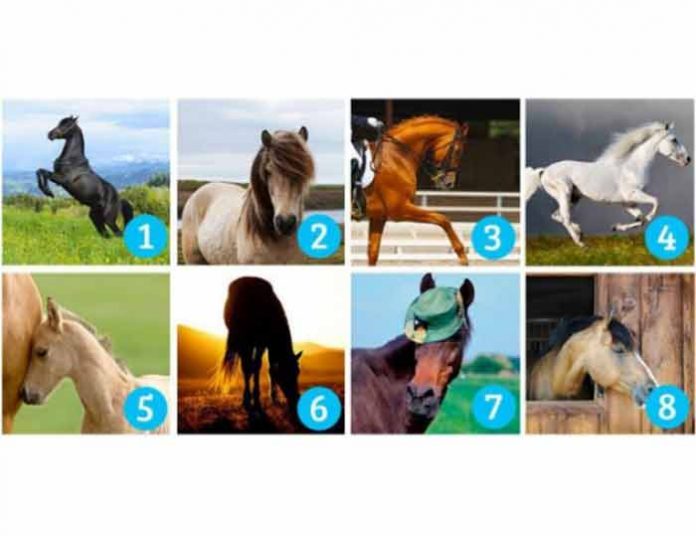 Odaberi najlepšeg konja