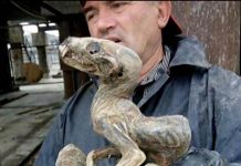 SIBIRSKO ČUDOVIŠTE IZ SRCA RUDNIKA Naučnici zanemeli pred mumijom!