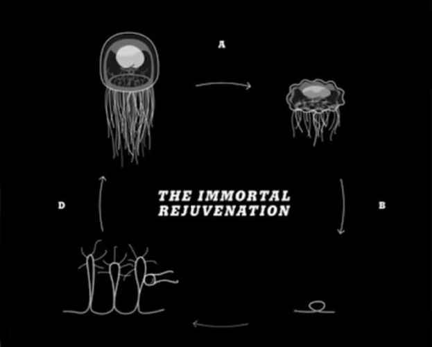 ciklus-starenja-i-podmladjivanja-besmrtne-meduze
