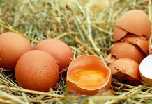 Evo šta su ona dva bela "končića" koja se nalaze u svakom jajetu