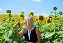 Naučnici rešili misteriju: ZAŠTO SE SUNCOKRETI OKREĆU ZA SUNCEM