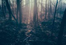 Da li ste čuli za rumunski "Bermudski trougao": Ukleta šuma Hoja Bačiju krije jezive tajne!