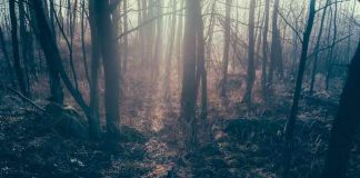 Da li ste čuli za rumunski "Bermudski trougao": Ukleta šuma Hoja Bačiju krije jezive tajne!