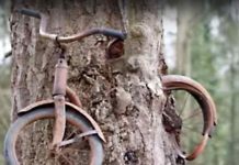 1914. godine momak je naslonio bicikl na drvo i odtišao u rat... Priča o čuvenom biciklu uraslom u stablo