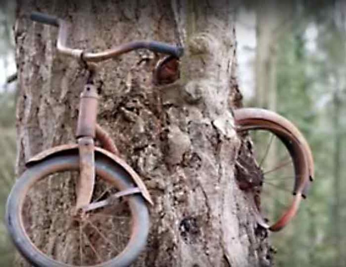 1914. godine momak je naslonio bicikl na drvo i odtišao u rat... Priča o čuvenom biciklu uraslom u stablo
