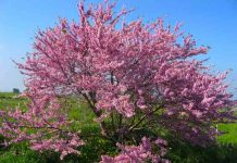 JUDINO DRVO: Najstarije drvo na svetu je ovako dobilo ime