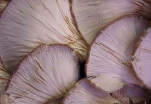 bukovače, pečurke, pixabay