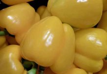 Recepti kako se sprema paprika punjena kupusom Paprika