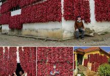 OVAKO IZGLEDA SELO PAPRIKE: U Donjoj Lokošnici danju beru, a noću nižu papričice na kanap OVAKO IZGLEDA SELO PAPRIKE: U Donjoj Lokošnici danju beru, a noću nižu papričice na kanap