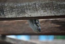 ŠTA JE ZMIJA ČUVARKUĆA: Staro slovensko verovanje o dušama predaka