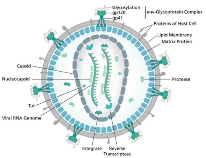 PRONAĐEN LEK PROTIV SIDE: Prvi čovek je u potpunosti izlečen terapijom koja uništava virus HIV-a!