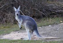 KENGUR TERORIŠE LJUDE u okolini Aranđelovca! Vadi krompir, krade povrće i plaši ovce. Javite ako ga vidite! KENGUR TERORIŠE LJUDE u okolini Aranđelovca! Vadi krompir, krade povrće i plaši ovce. Javite ako ga vidite!