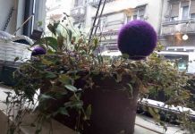 UKRASNI LUK ĆE VAM RAZVEDRITI DAN: Ova ljubičasta loptica nije igračka, već cvet! UKRASNI LUK ĆE VAM RAZVEDRITI DAN: Ova ljubičasta loptica nije igračka, već cvet!