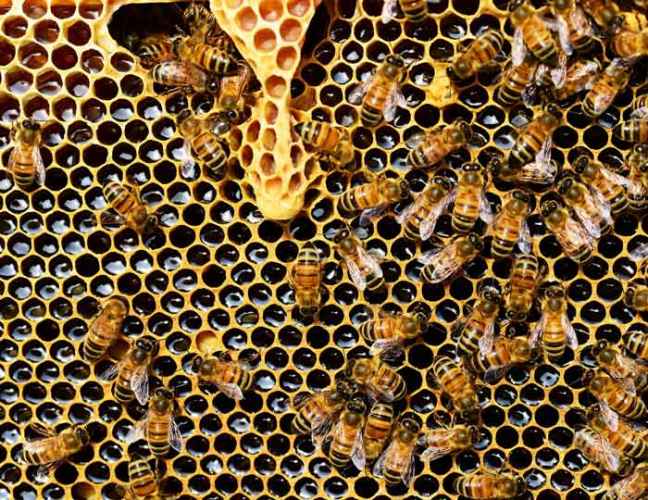 Med, pčele 