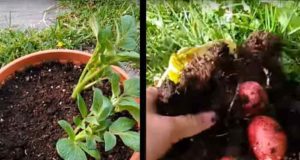 KROMPIR U SAKSIJI: Uzgajanje krompira u kući i na terasi