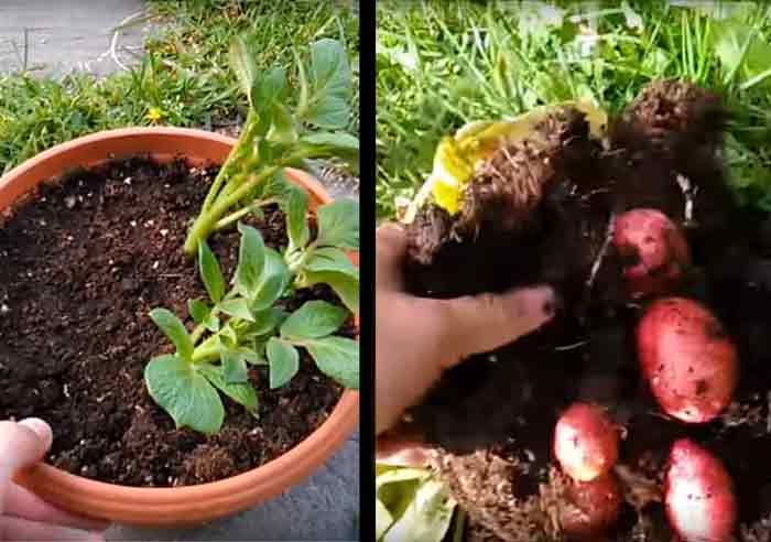 KROMPIR U SAKSIJI: Uzgajanje krompira u kući i na terasi
